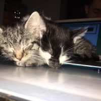 That time we got Uber kittens delivered and it was the best day ever